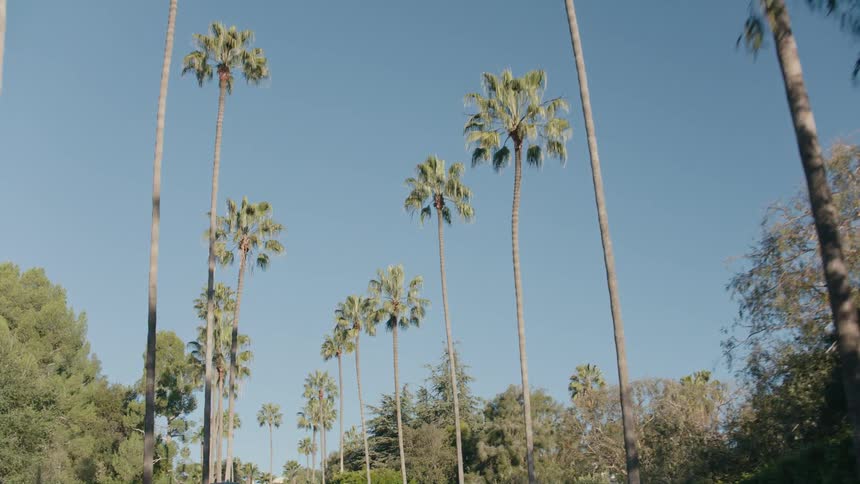 A street is lined with palm trees and other trees under a clear sky