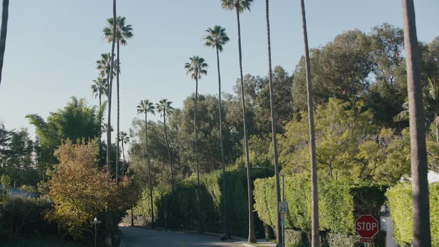 A street is lined with palm trees and other trees under a clear sky
