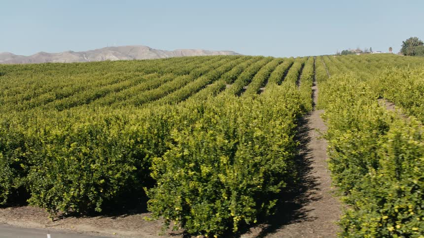 Rows of crops on a farm and mountains in the distance