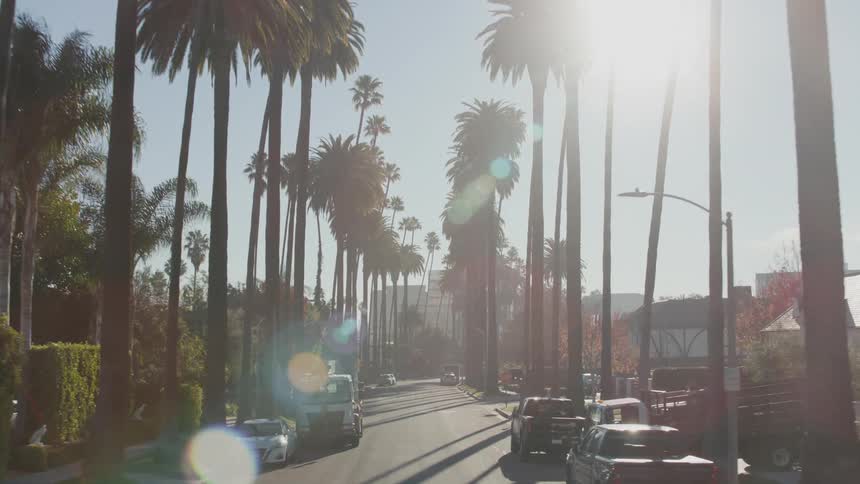 A shot of a city road with palm trees installed on both sides