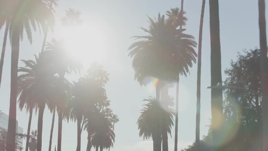 The sun shines brightly on palm trees lining the street