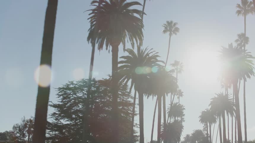 The sun shines brightly on palm trees lining the street