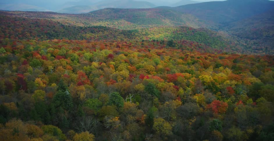 Aerial view of a large forest with red green and yellow leaves