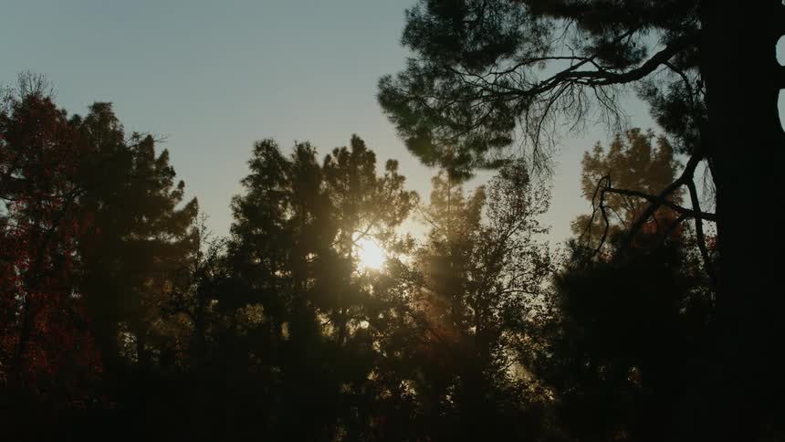 A view of a forest with sunlight