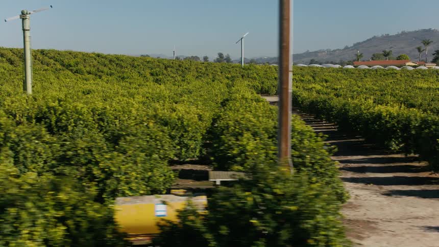 Crops sit in neat rows in a field