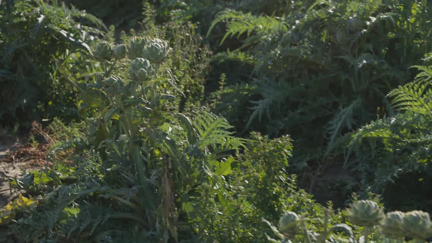 Close up view of crops in a garden is displayed