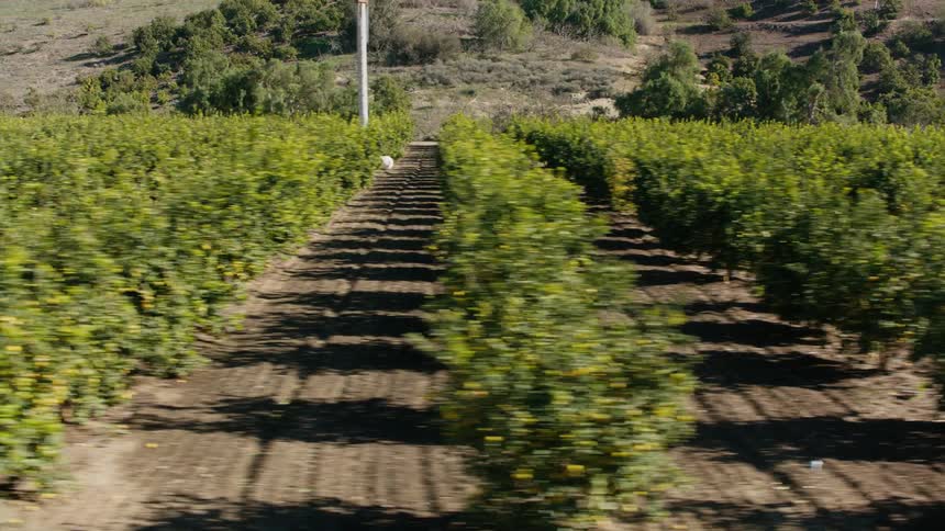 A view of a grove of trees outdoors