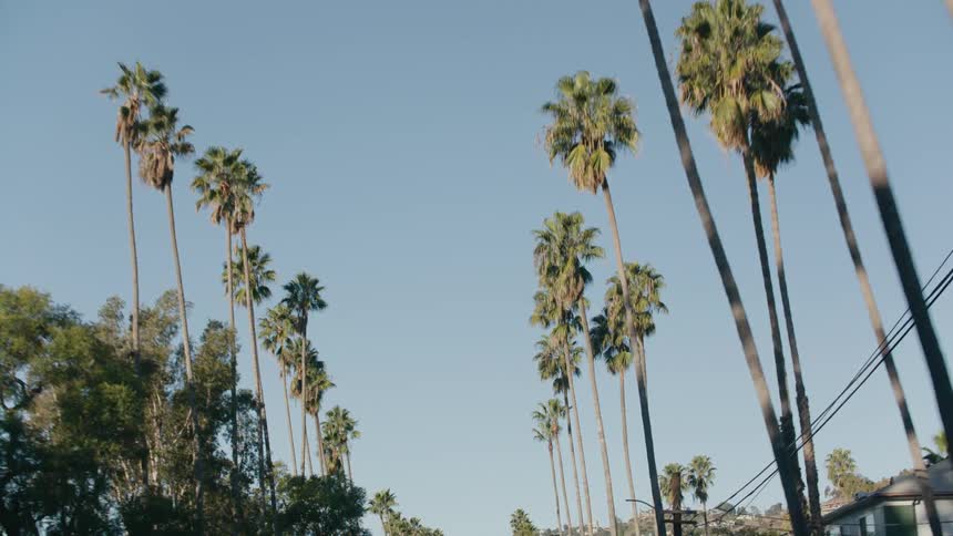 Palm trees line a neighborhood street high in a clear blue sky