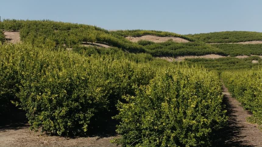 Trees in a grove next to the rolling hills under a blue sky