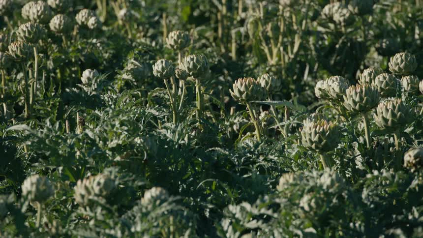 Crop of artichokes in a field