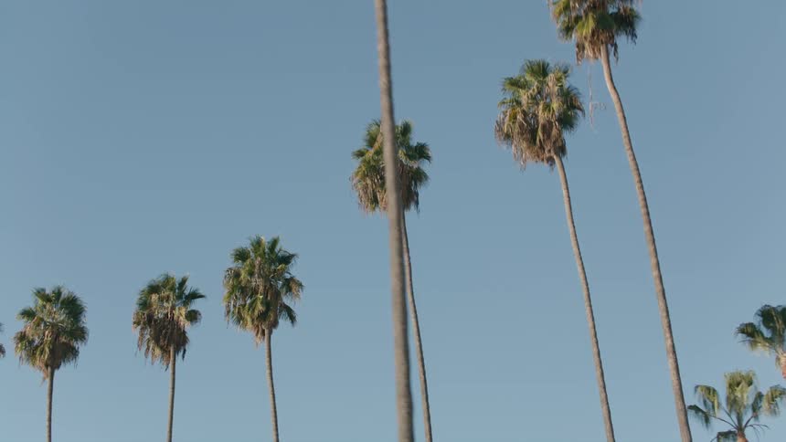 Palm trees are in a downtown city in spring