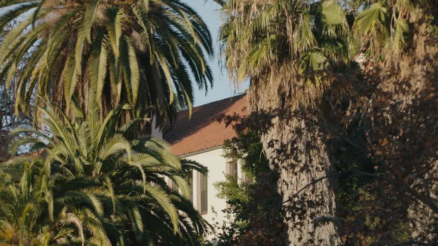 Dramatic zoom on palm trees growing around a house at morning