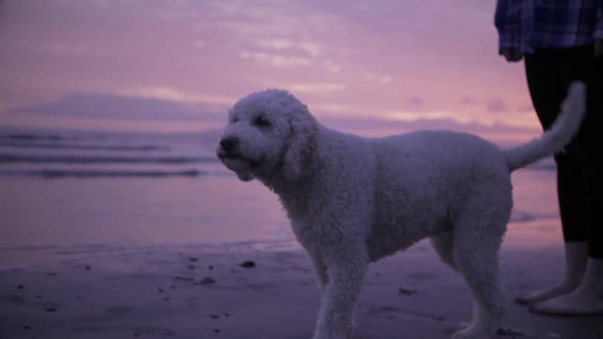 A dog is walking on the sand at sunset