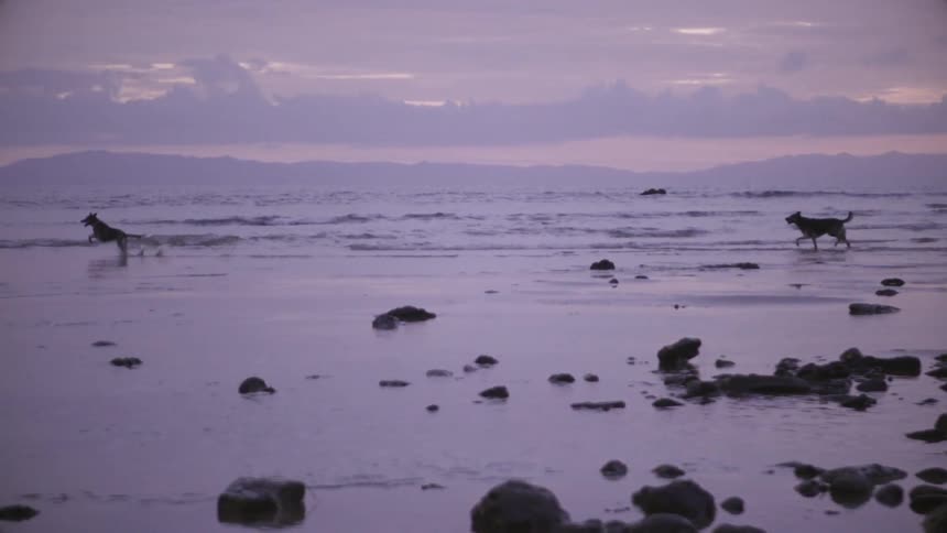 Dogs run across the beach