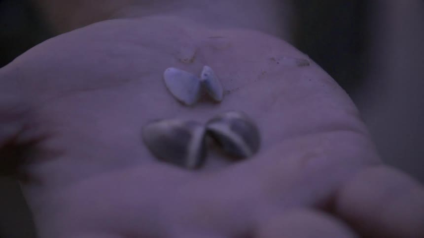 A person holds small seashells