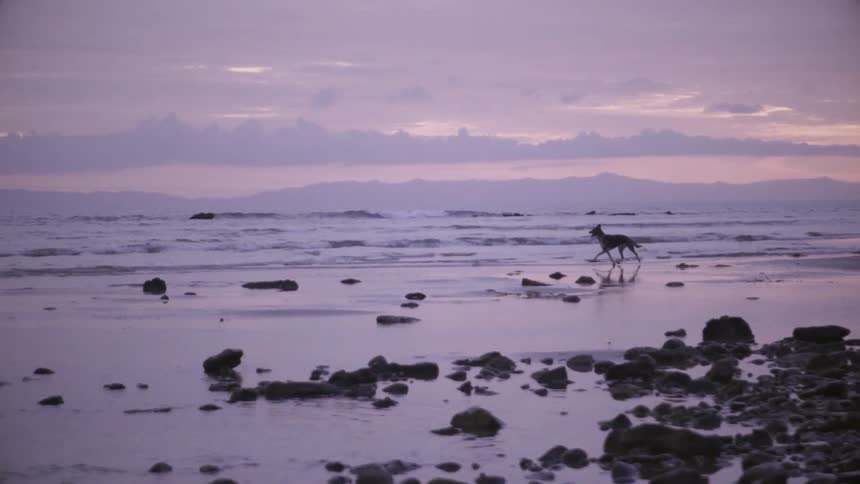 A dog runs near the shore