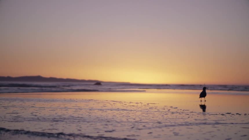 A bird is walking around on the beach at sunset