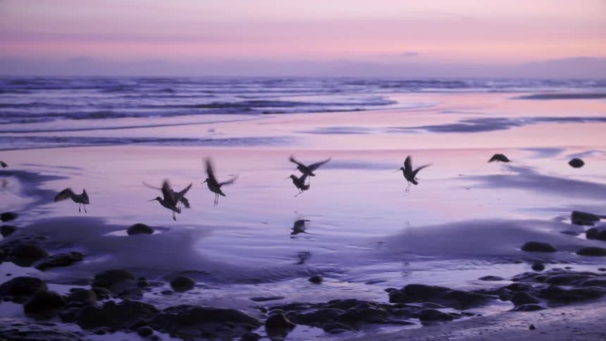 Birds fly from the sand towards the water at sunset