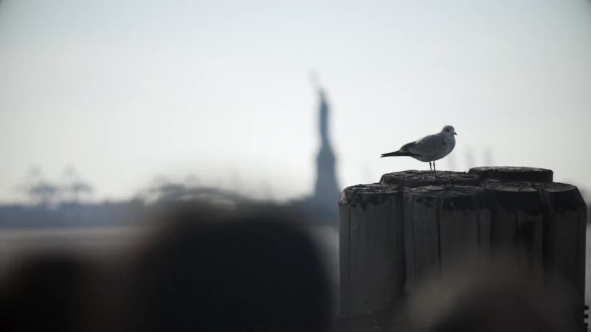 A bird is perched on a wooden pier