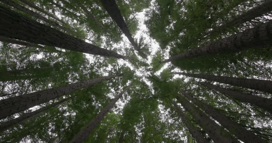 The camera looks up through a large forest of trees