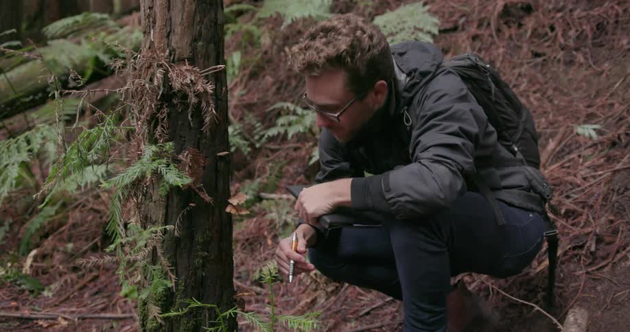A man is walking around looking at fungus on a tree