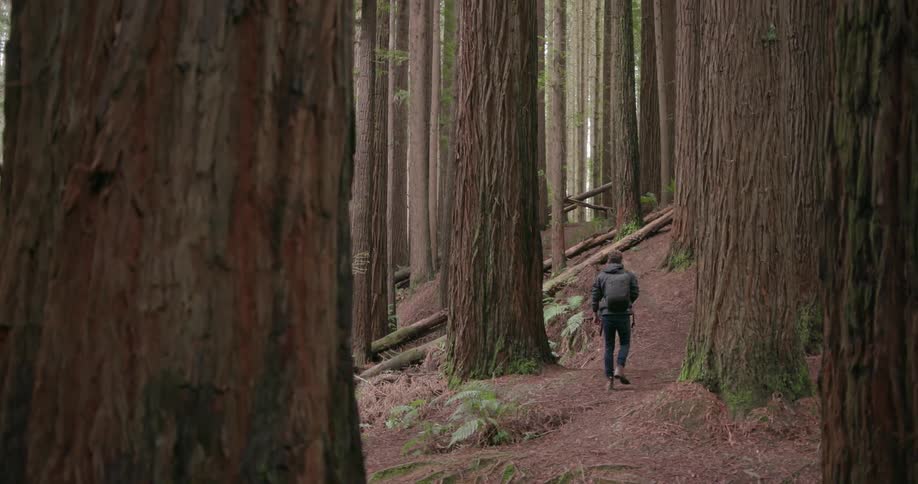 A man is hiking amid redwoods during the day