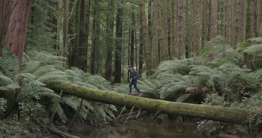 Hiker walks across a fallen tree in the woods
