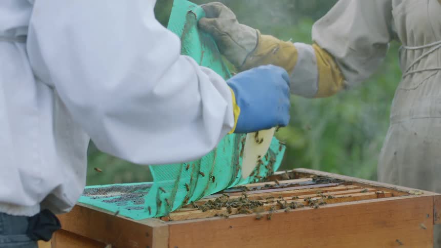 Three beekeepers move bees on the hive
