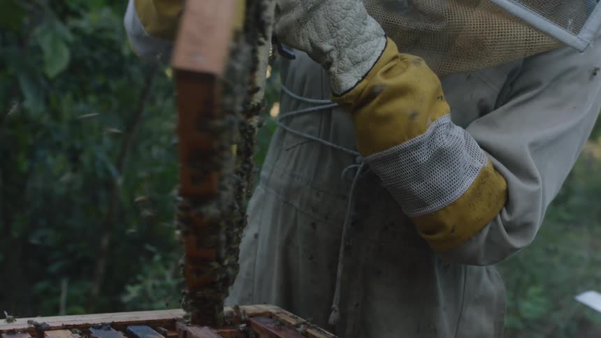 A beekeeper lifts a honey comb from the apiary