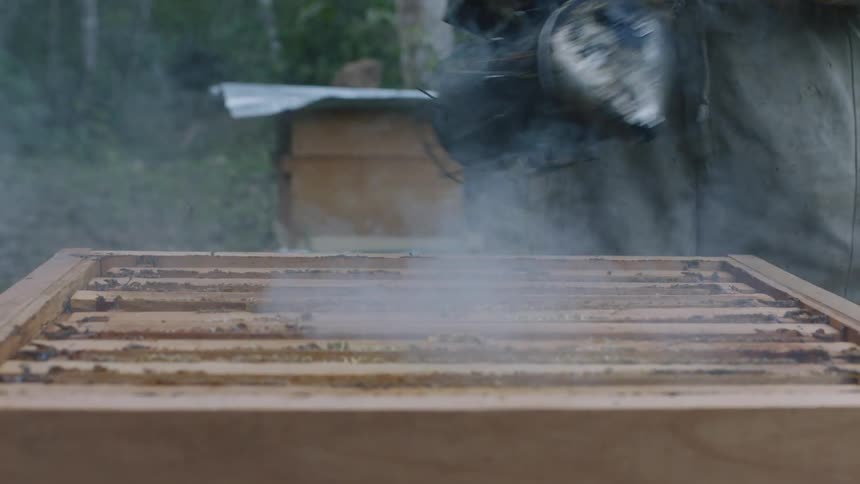 A beekeeper uses smoke on a hive