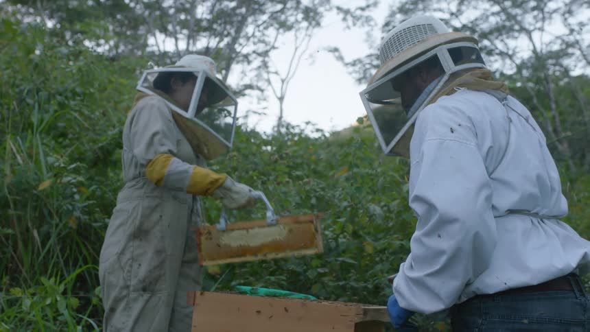 A man sprays smoke on a hive as a female beekeeper shakes the bees off a panel