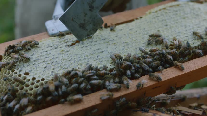 Metal hive tool extracting fresh honey from a beehive