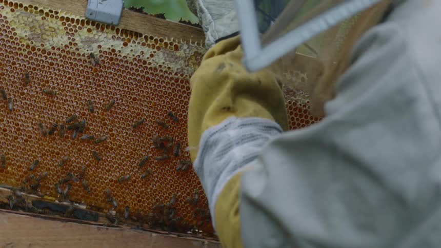 Beekeeper wearing protective gear lifts honeycomb from hive