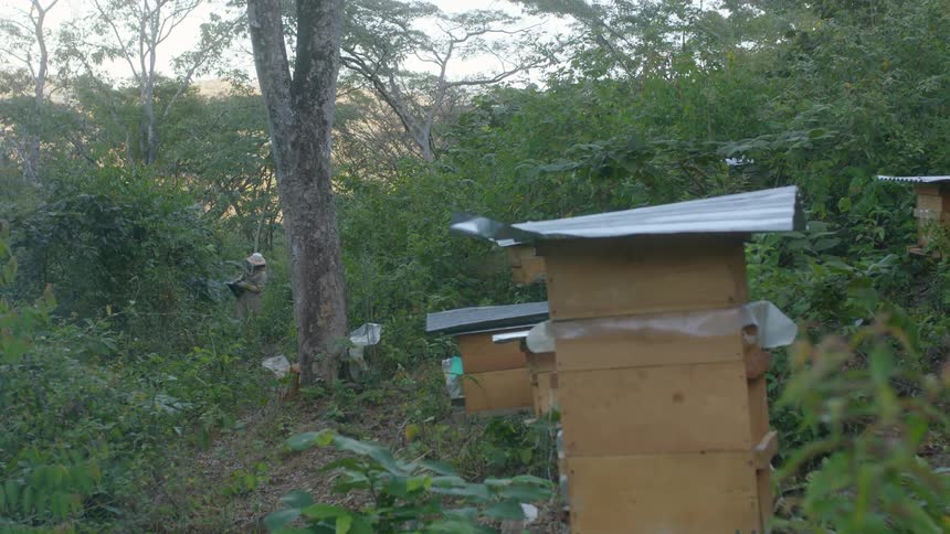 A bee keeper stands in the woods near an apiary as bees flies around
