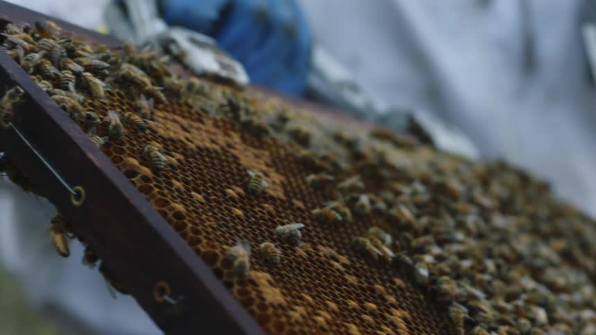 Close up of colony of honeybees on a wooden beehive frame