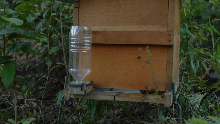 Bees fly around a hive in an apiary