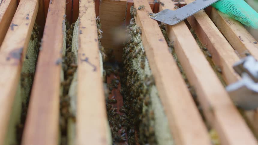 A view of bees in a hive