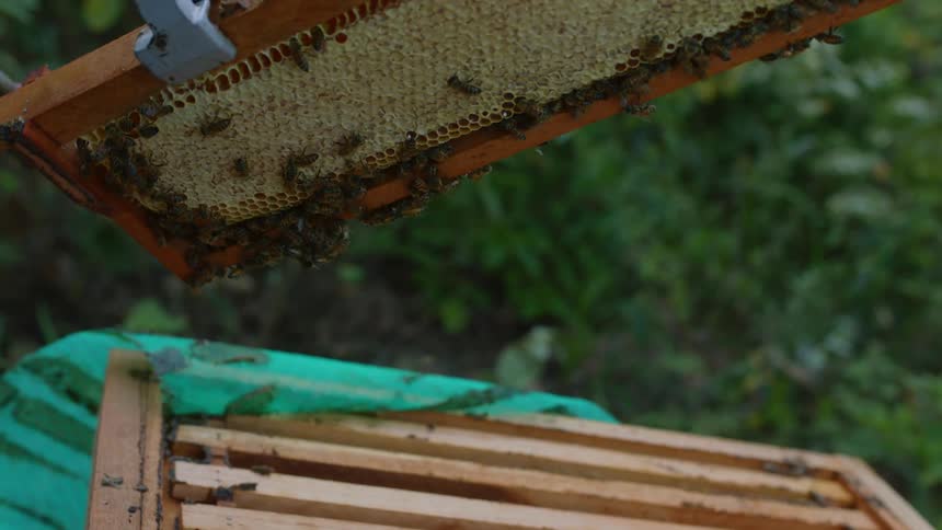 A beekeeper uses clamps to remove a layer from a bee hive