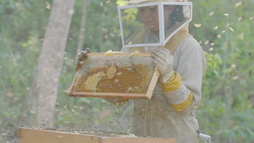 A woman shakes the bee hive and they fly all over
