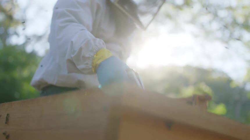 A beekeeper lifts a honeycomb from the apiary
