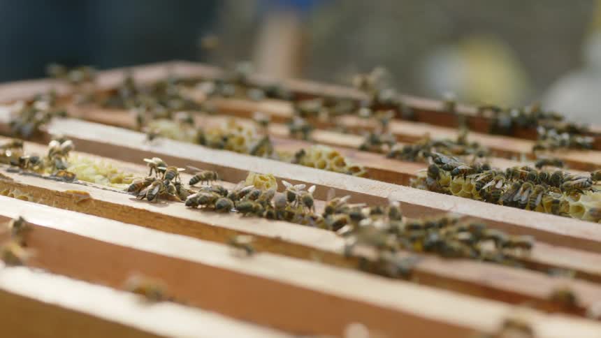 A view of a lot of bees outdoors