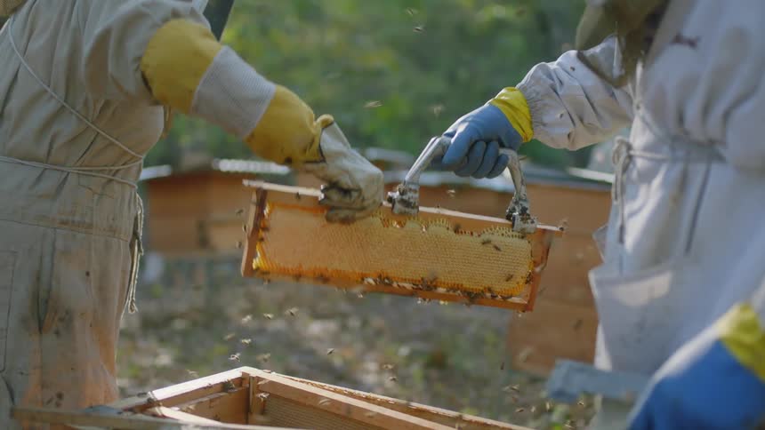 A beekeeper shakes a panel from a hive and hands it to a colleague