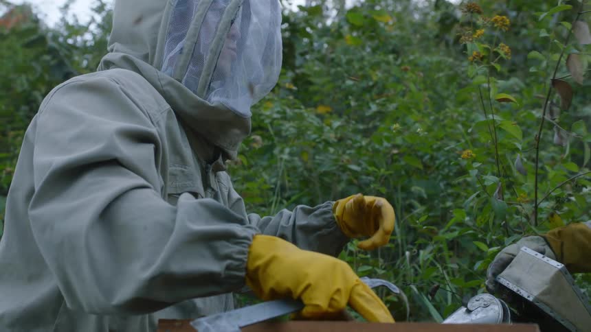 A beekeeper lifts the honeycomb out of the apiary