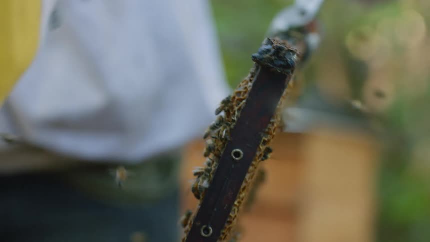 A beekeeper lifts a honeycomb panel spraying some smoke before carrying it away