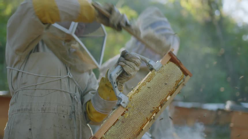 Beekeepers steam the apiary and bees fly everywhere