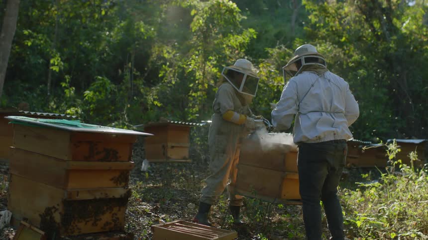 Beekeepers smoke the apiary in the farm
