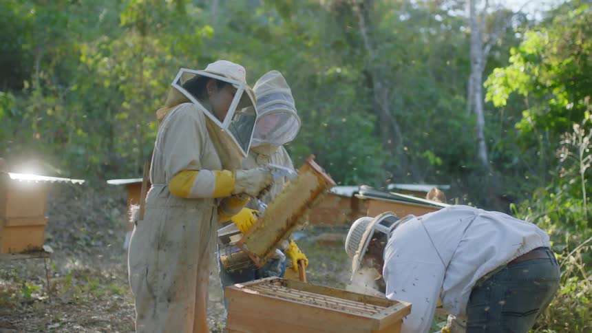 Bee keepers check hives in an apiary in the woods