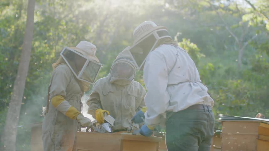 Three beekeepers stand over a hive as they remove and examine segments of it