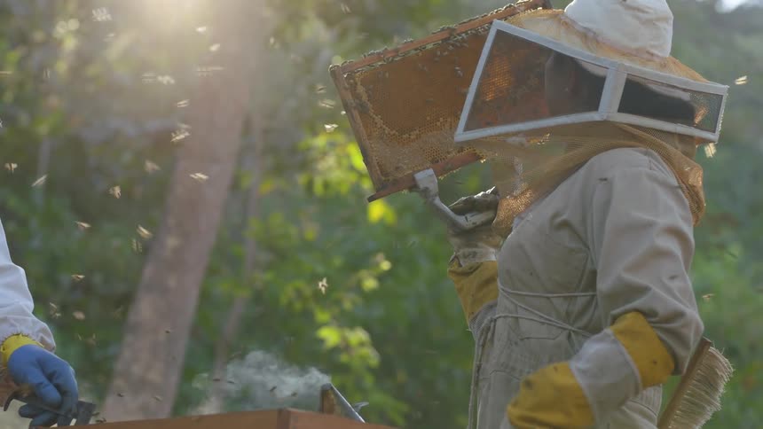 A beekeeper lifts a comb out of the box