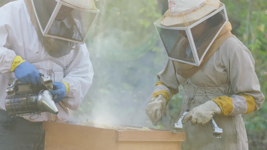 Two beekeepers spray smoke on the hive